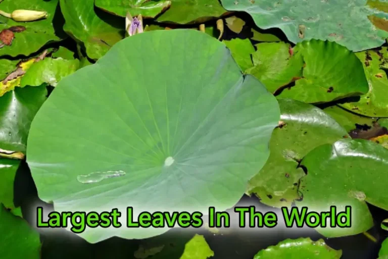 Largest Leaves In The World