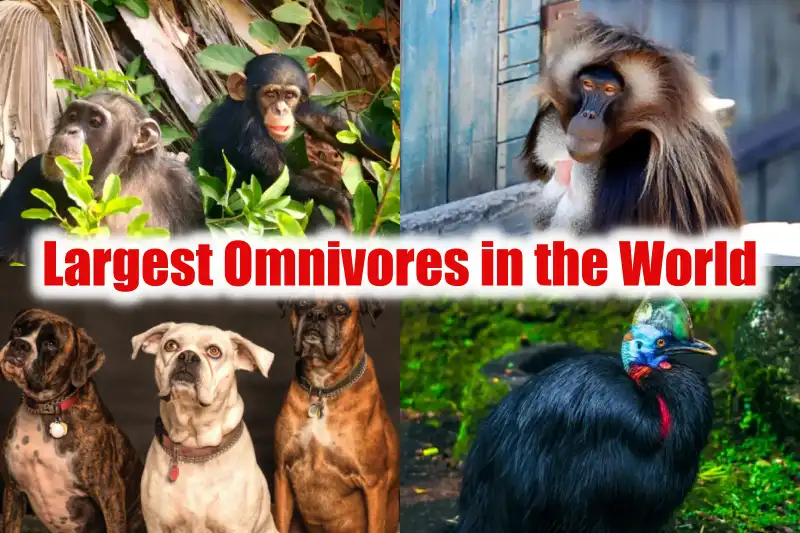 Largest Omnivores in the World