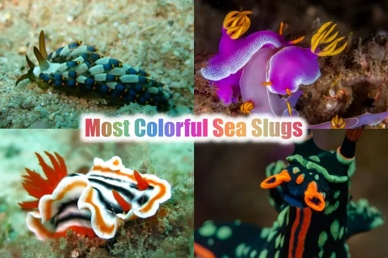 Most Colorful Sea Slugs 