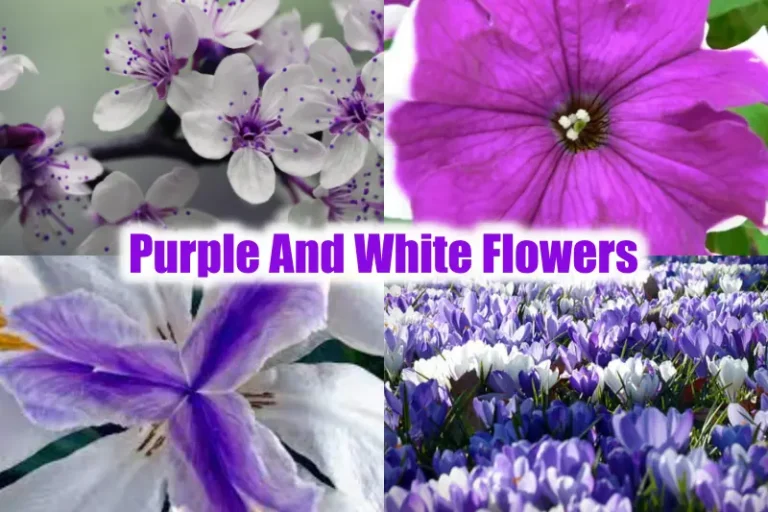 Purple And White Flowers