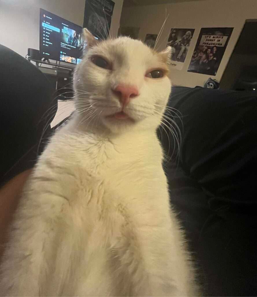 Cat fence christmas tree