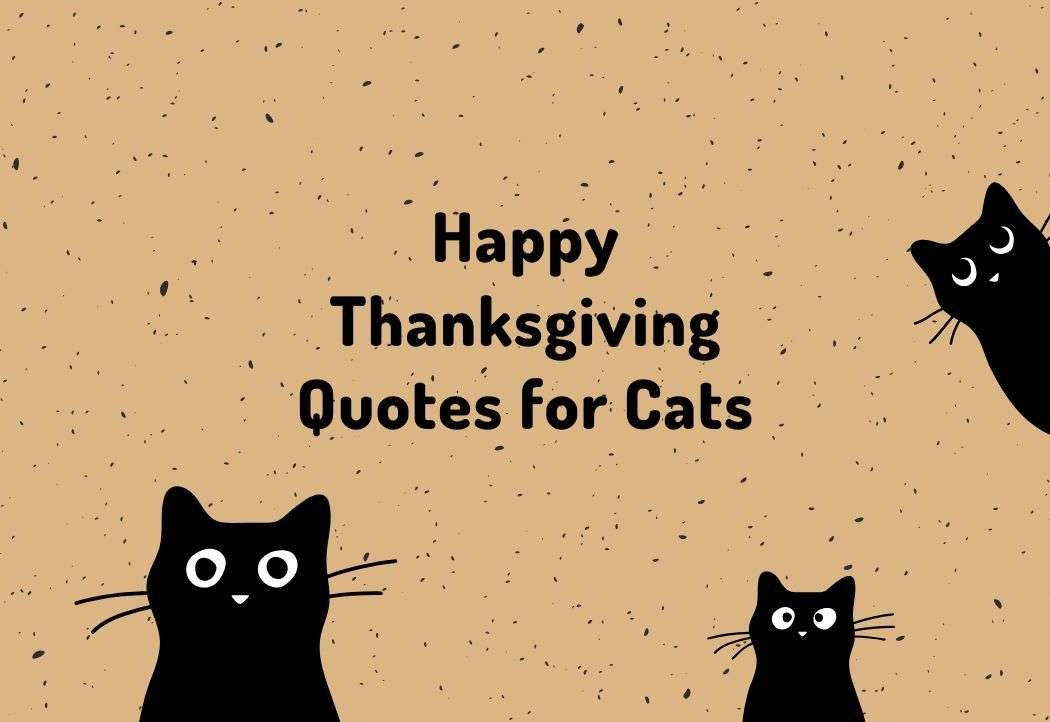 Happy Thanksgiving Quotes for Cats